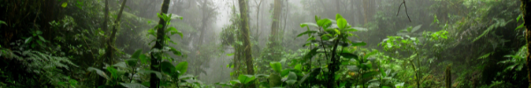 biodiversity rainforest