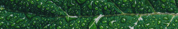 Close up of wet green leaf